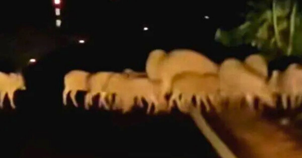 Attingal vartha_20251112_110425_0000