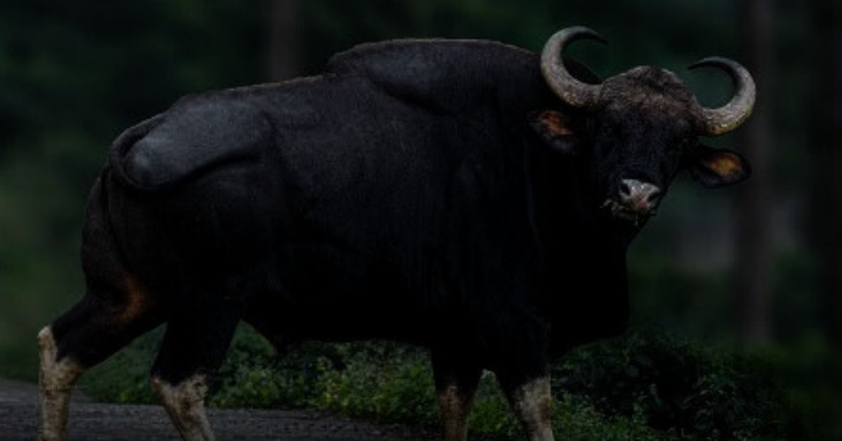 Attingal vartha_20260122_210642_0000