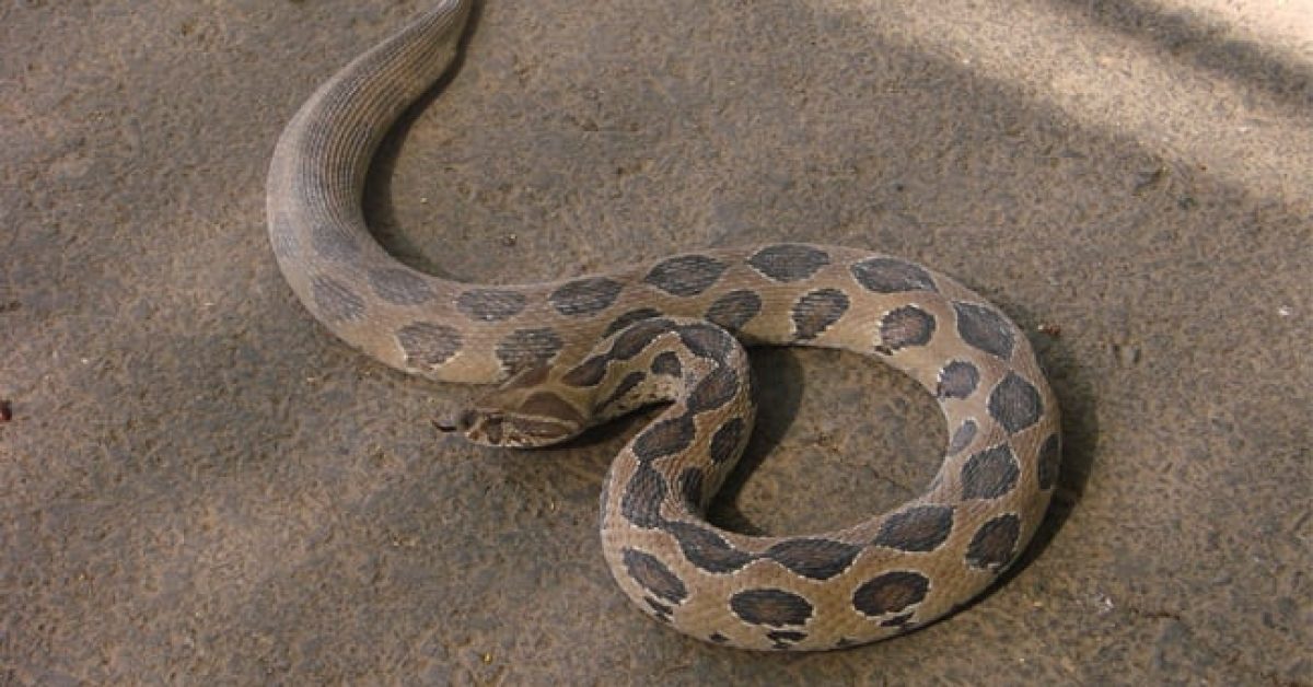 viper-555